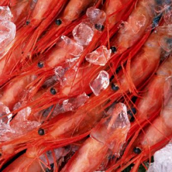 SHRIMPS FROM ARGENTINA